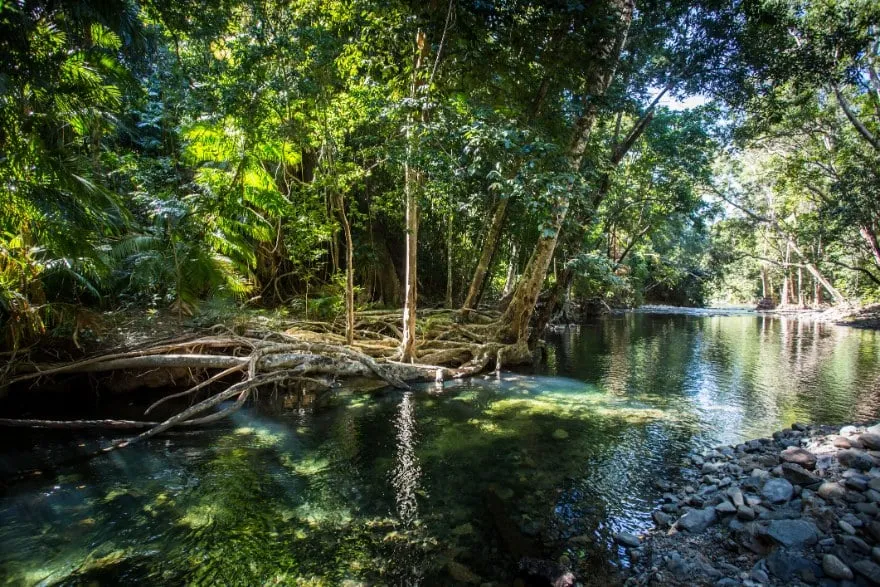 Un riachuelo en el Daintree, al norte de Cape Tribulation