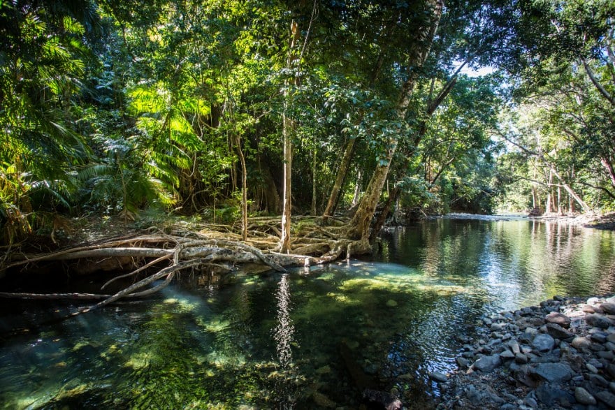 Un riachuelo en el Daintree, al norte de Cape Tribulation
