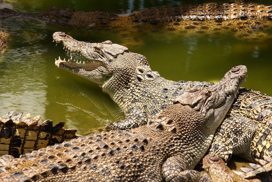 Cocodrilos en Darwin, NT