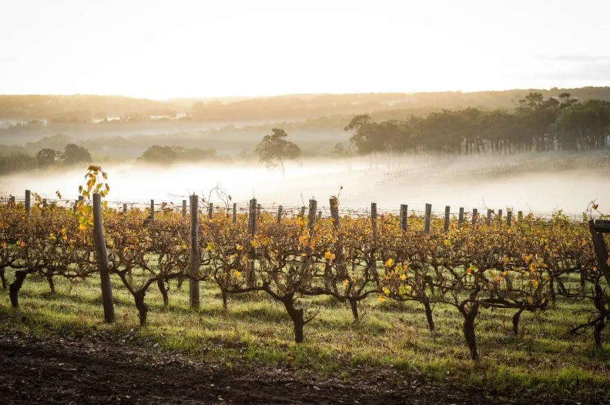 Viñedos de Margaret River, al sur de Perth