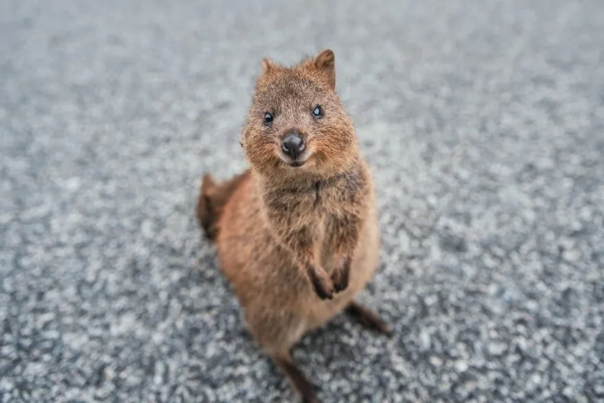 Un quokka en la isla de Rottnest