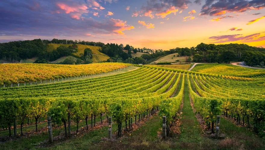 Wijngaard in de Adelaide Hills, Barossa Valley