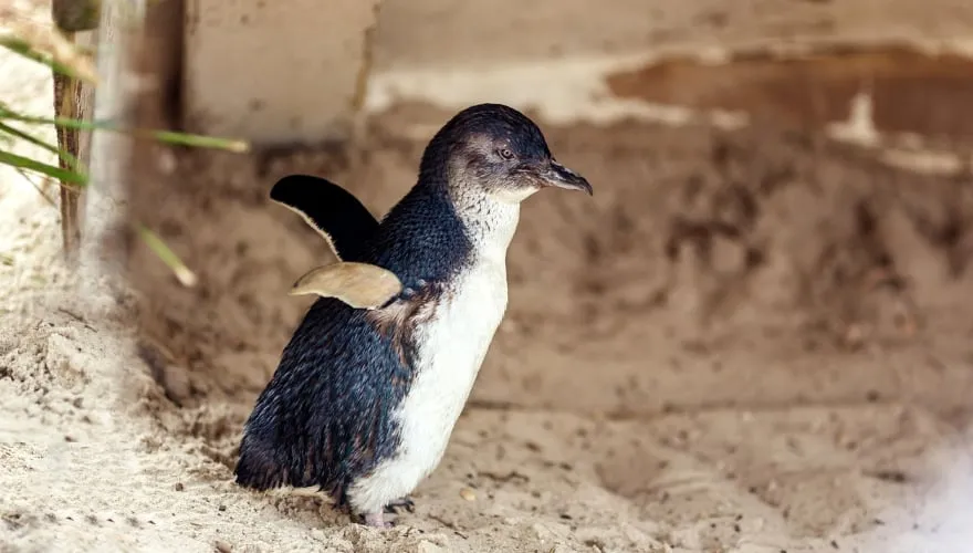 Pinguin auf Phillip Island, Victoria